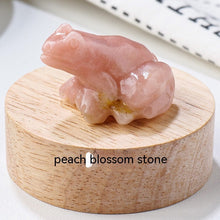 Specimen Popular Science Ornament Children's Gifts